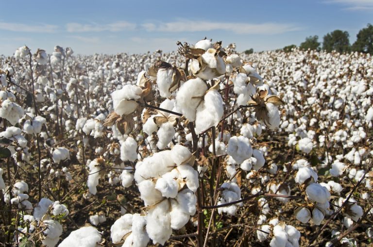 Image d'un champ de coton avec fleur de coton éclose au premier plan